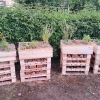 2025_07_Wildbienen